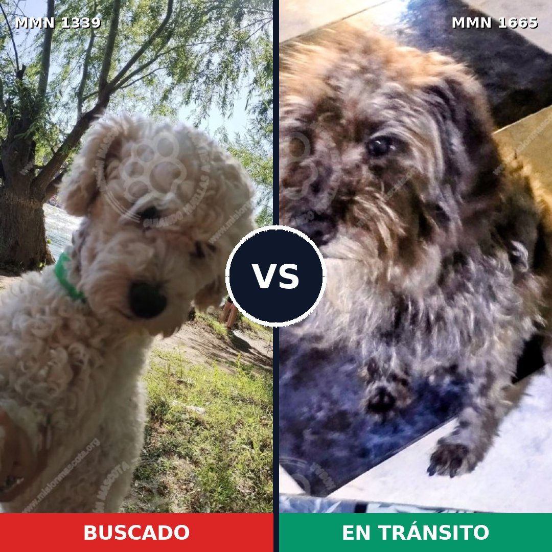 Comparativa MMS 35768: mascota perdida y mascota encontrada, 41% de similitud