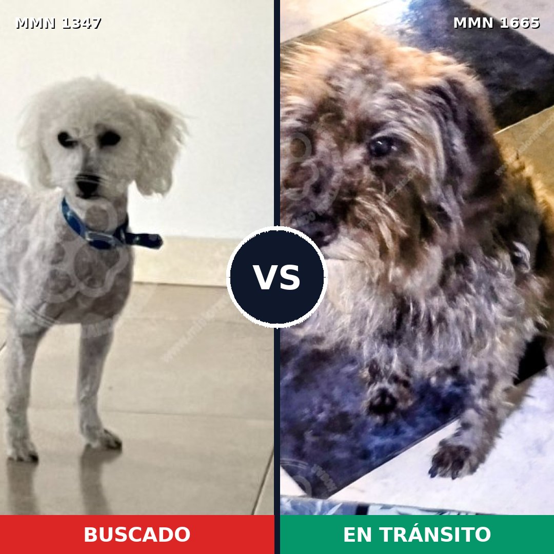 Comparativa MMS 35769: mascota perdida y mascota encontrada, 40% de similitud