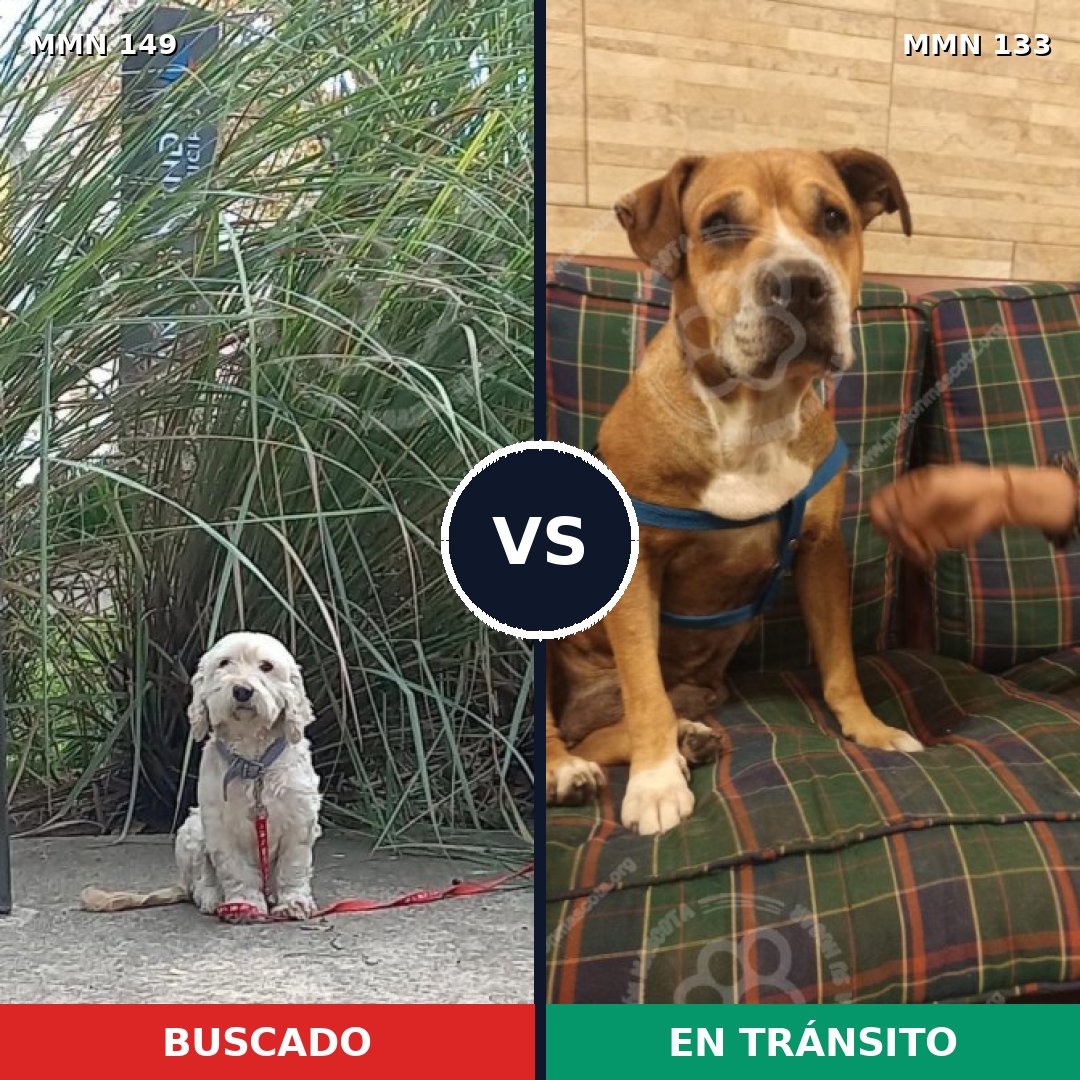 Comparativa MMS 3577: mascota perdida y mascota encontrada, 65% de similitud