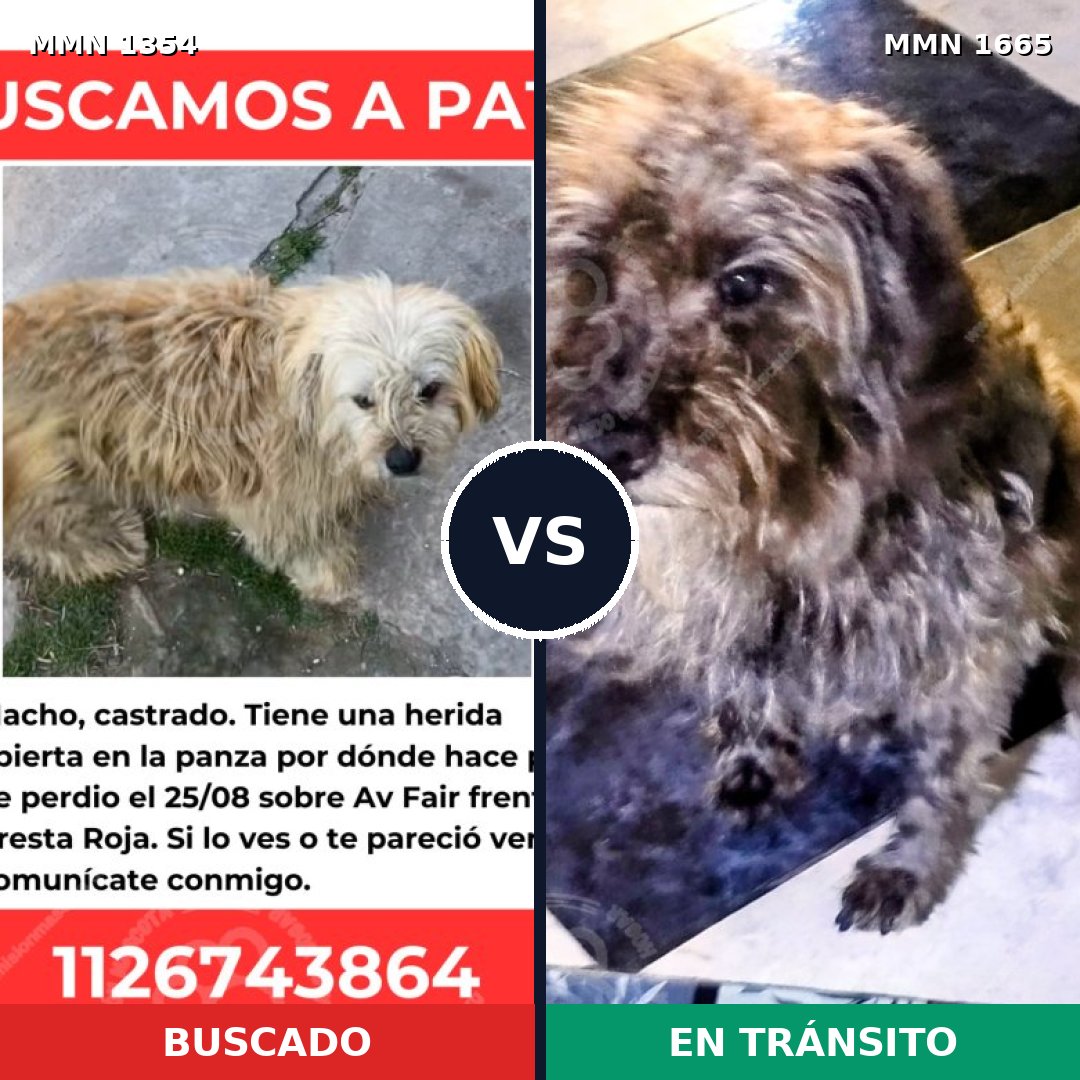 Comparativa MMS 35770: mascota perdida y mascota encontrada, 67% de similitud