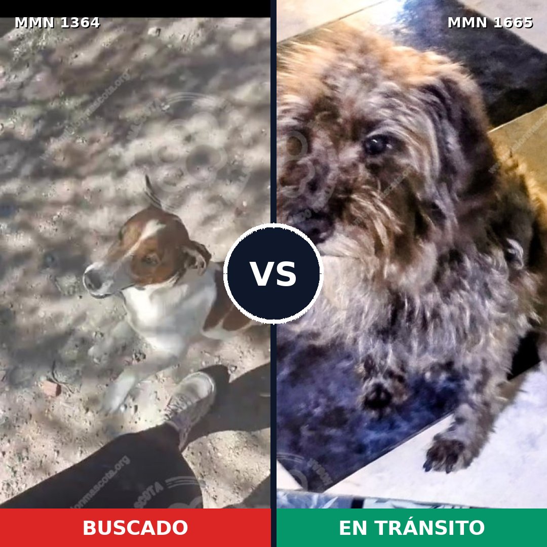 Comparativa MMS 35771: mascota perdida y mascota encontrada, 25% de similitud