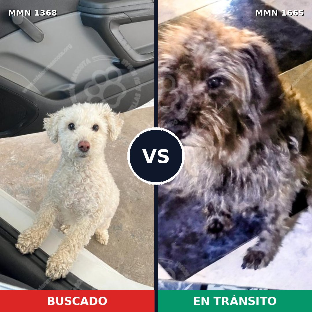 Comparativa MMS 35772: mascota perdida y mascota encontrada, 34% de similitud