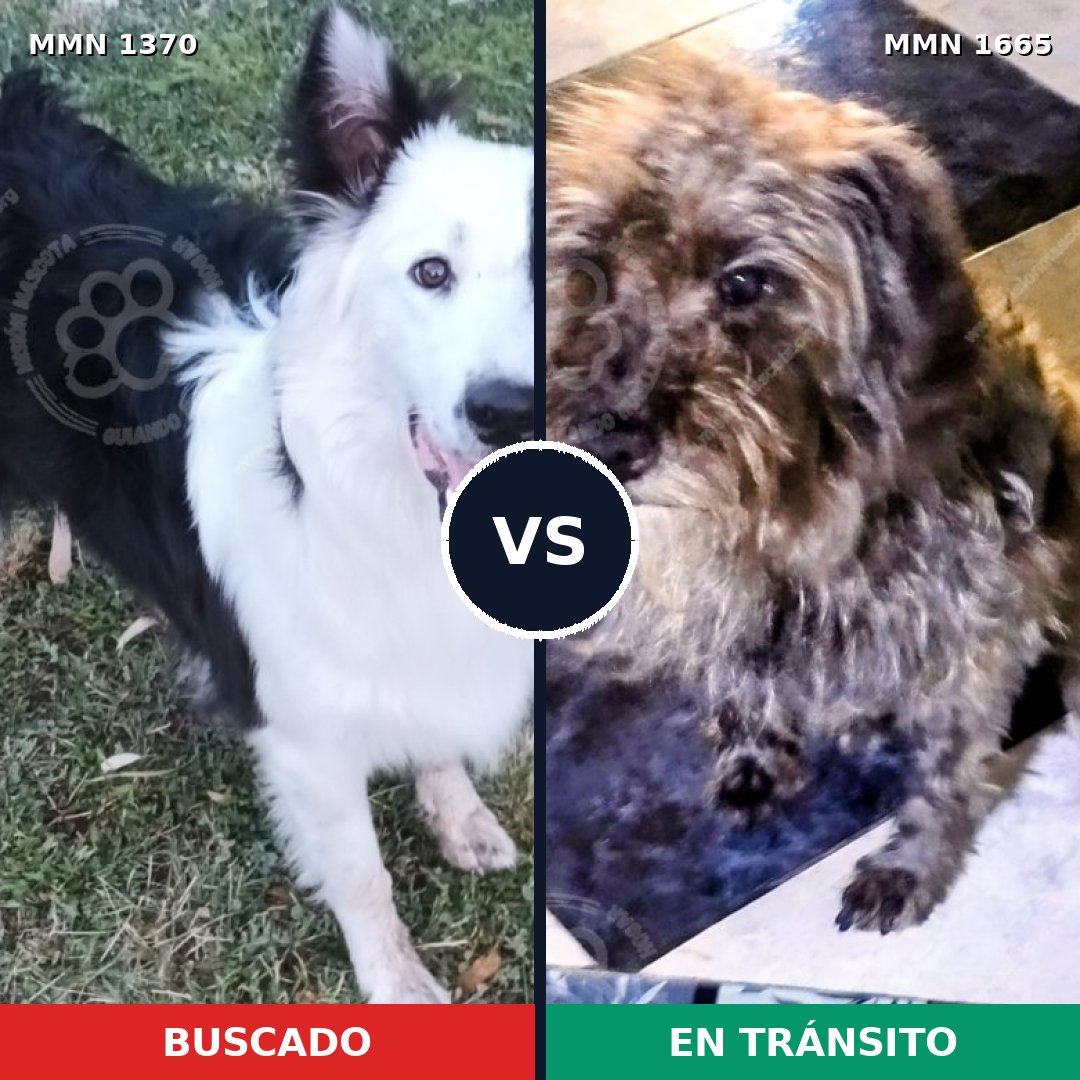 Comparativa MMS 35773: mascota perdida y mascota encontrada, 30% de similitud
