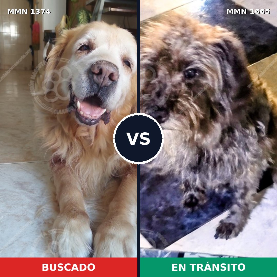 Comparativa MMS 35775: mascota perdida y mascota encontrada, 31% de similitud