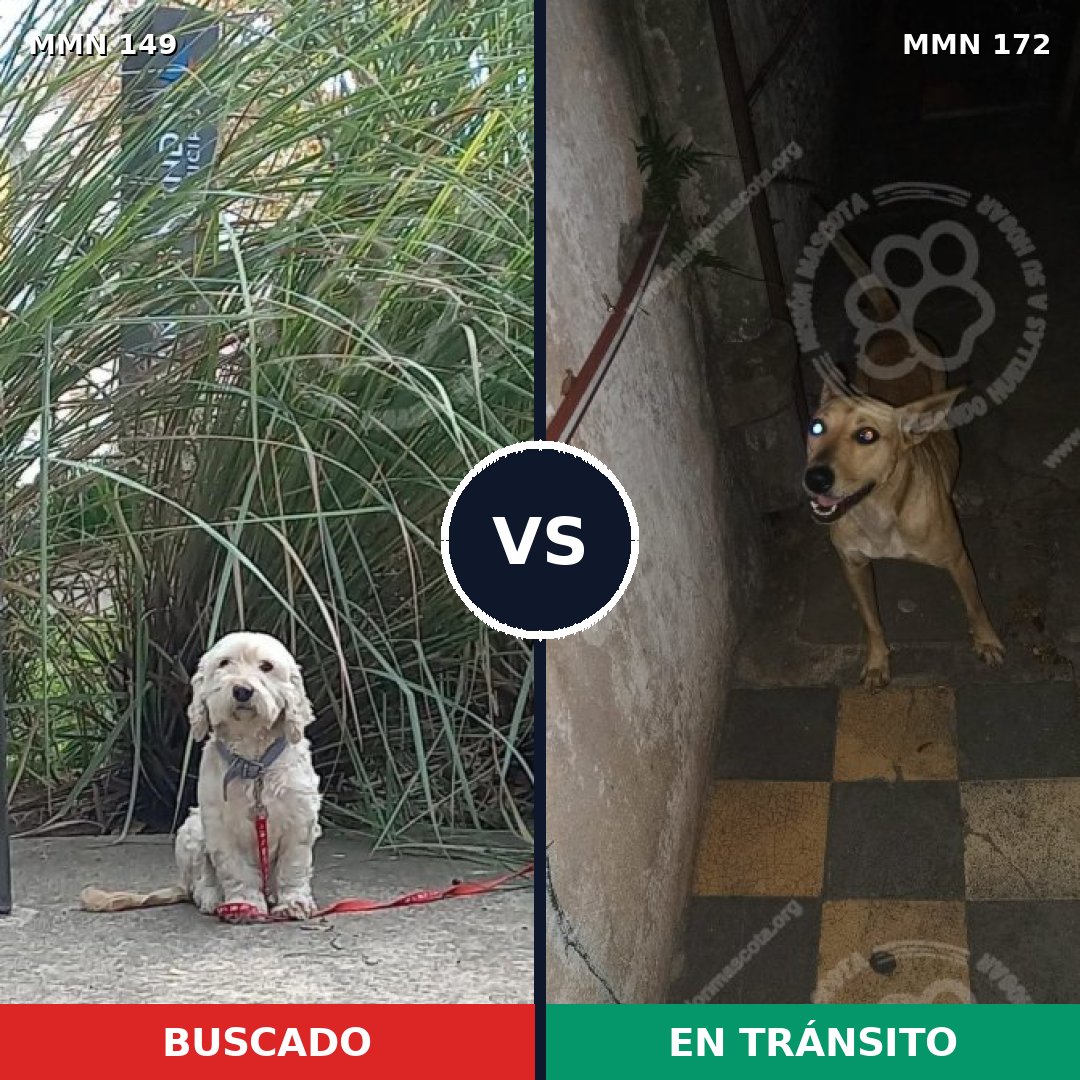 Comparativa MMS 3578: mascota perdida y mascota encontrada, 48% de similitud