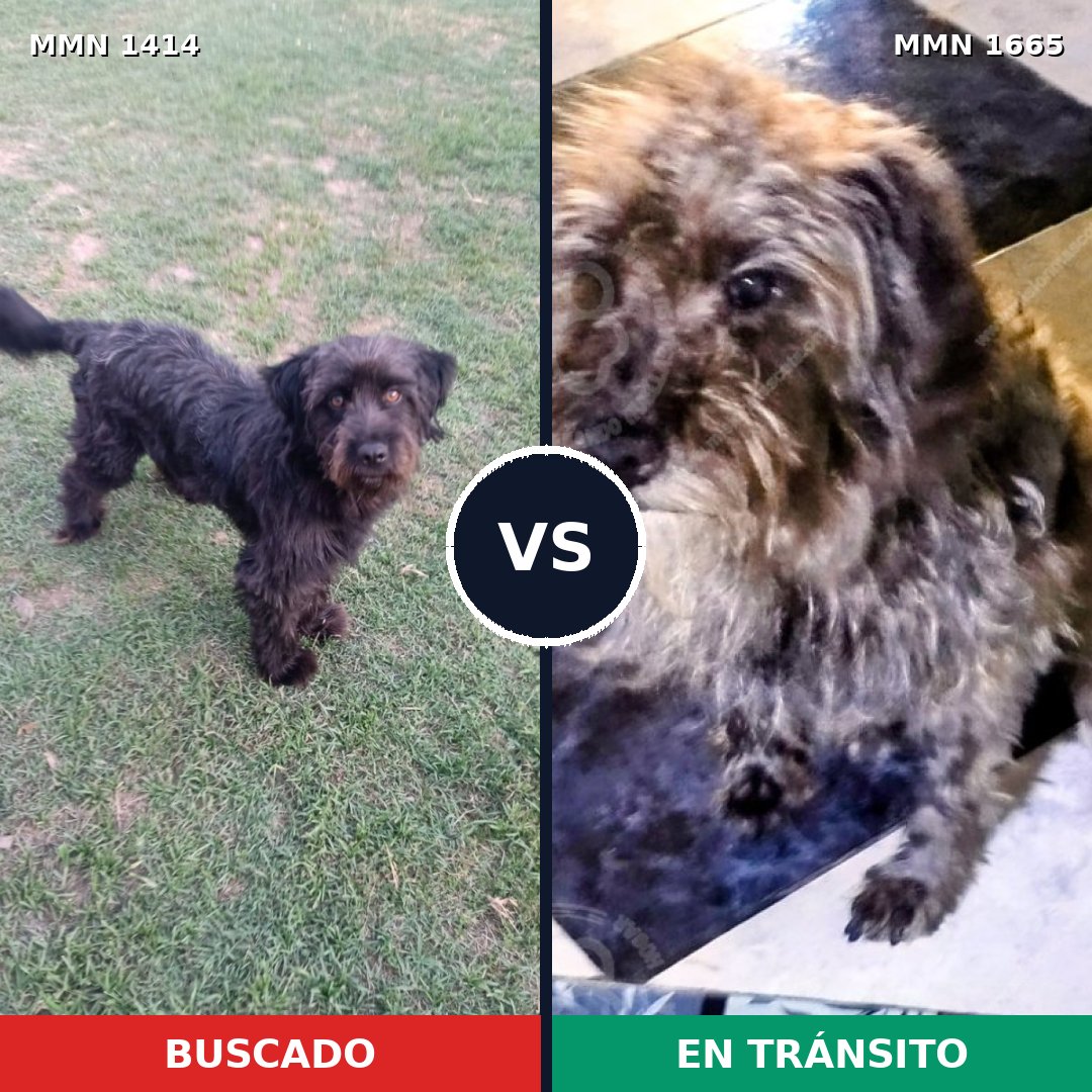 Comparativa MMS 35781: mascota perdida y mascota encontrada, 47% de similitud