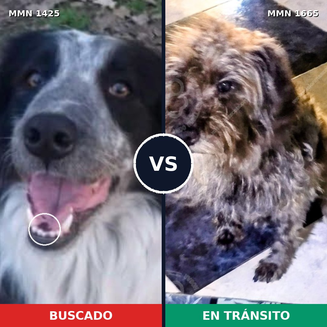 Comparativa MMS 35783: mascota perdida y mascota encontrada, 48% de similitud