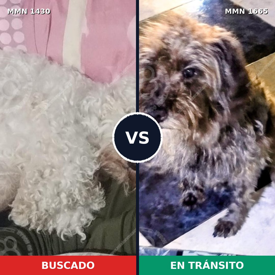 Comparativa MMS 35784: mascota perdida y mascota encontrada, 33% de similitud