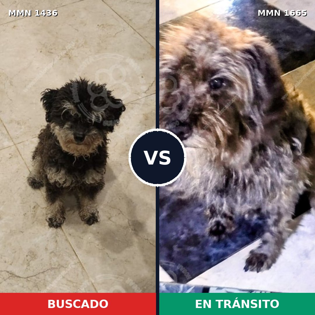 Comparativa MMS 35785: mascota perdida y mascota encontrada, 53% de similitud