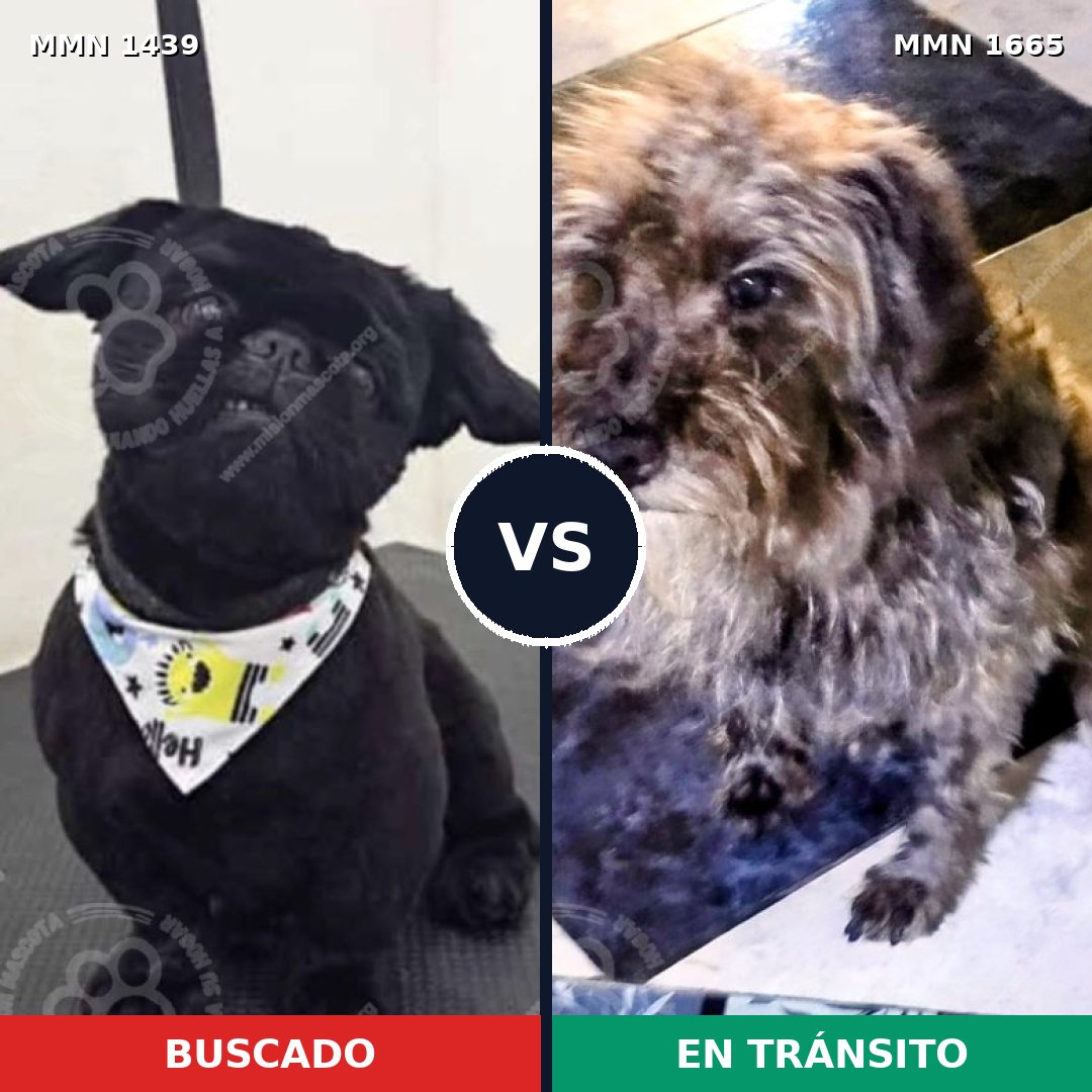 Comparativa MMS 35786: mascota perdida y mascota encontrada, 36% de similitud