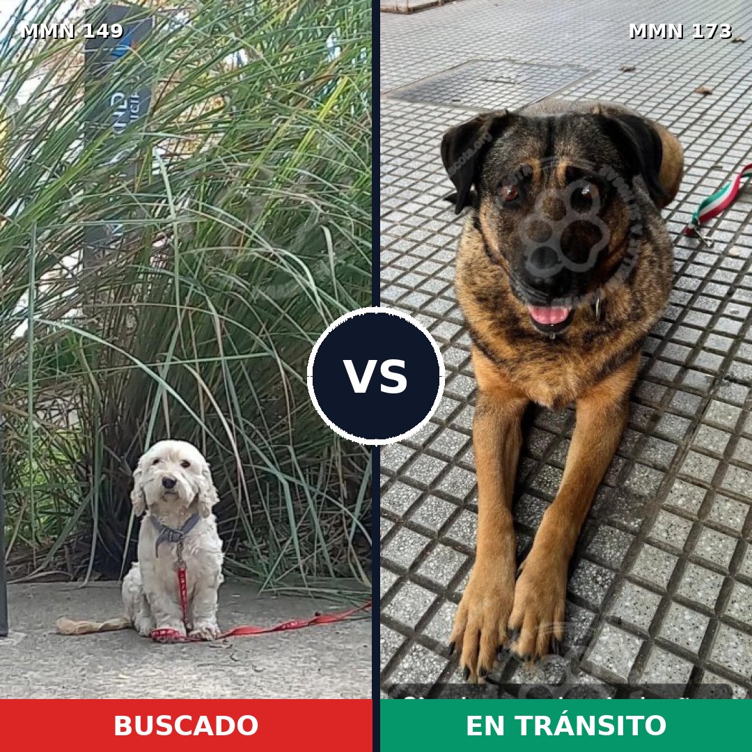 Comparativa MMS 3579: mascota perdida y mascota encontrada, 12% de similitud