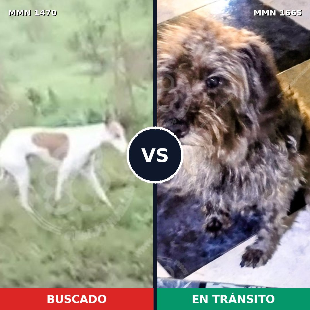 Comparativa MMS 35790: mascota perdida y mascota encontrada, 39% de similitud