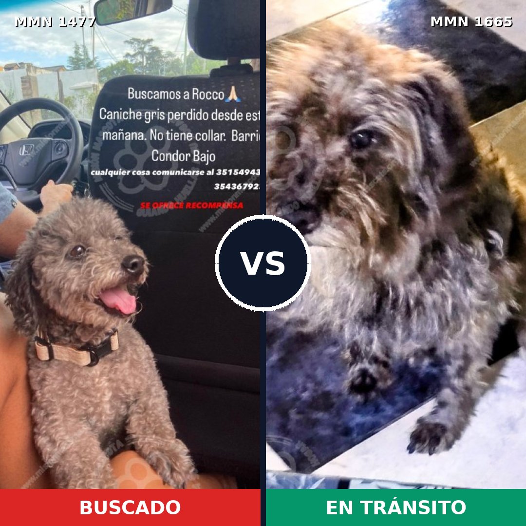 Comparativa MMS 35791: mascota perdida y mascota encontrada, 28% de similitud