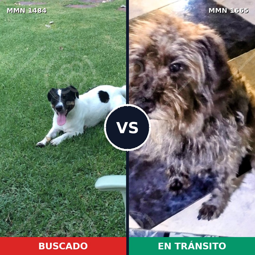 Comparativa MMS 35792: mascota perdida y mascota encontrada, 40% de similitud