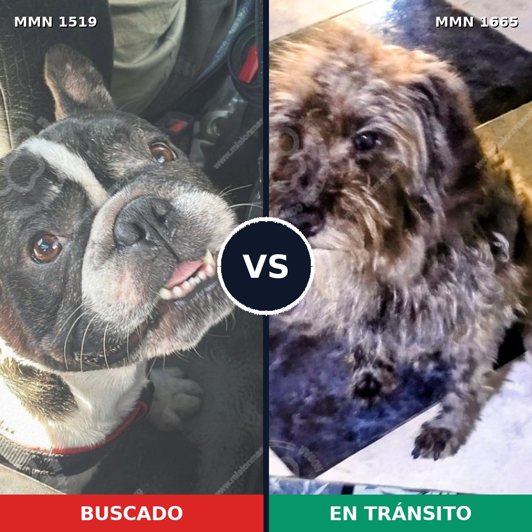 Comparativa MMS 35793: mascota perdida y mascota encontrada, 40% de similitud