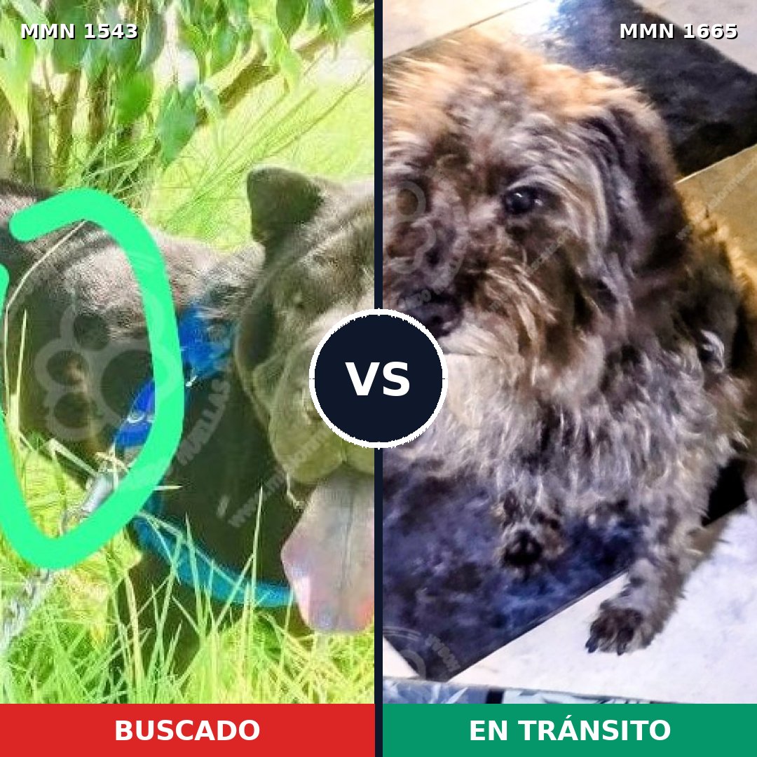 Comparativa MMS 35795: mascota perdida y mascota encontrada, 52% de similitud