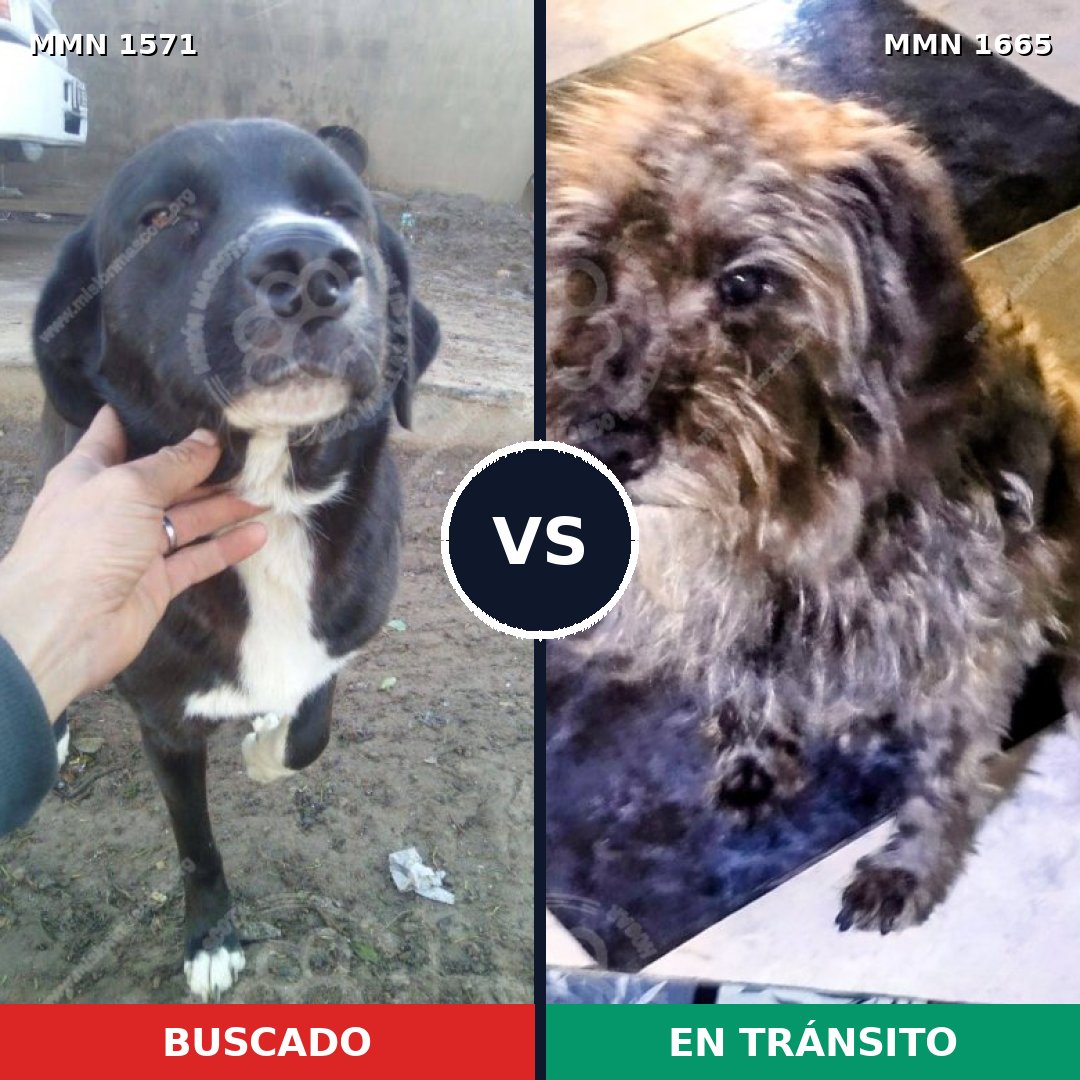 Comparativa MMS 35796: mascota perdida y mascota encontrada, 61% de similitud