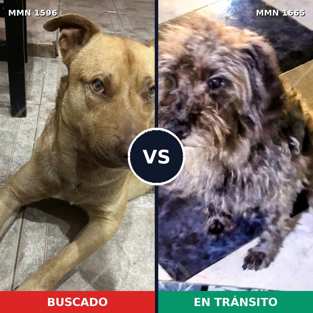 Comparativa MMS 35797: mascota perdida y mascota encontrada, 54% de similitud