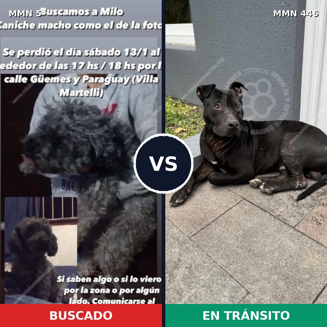 Comparativa MMS 358: mascota perdida y mascota encontrada, 41% de similitud