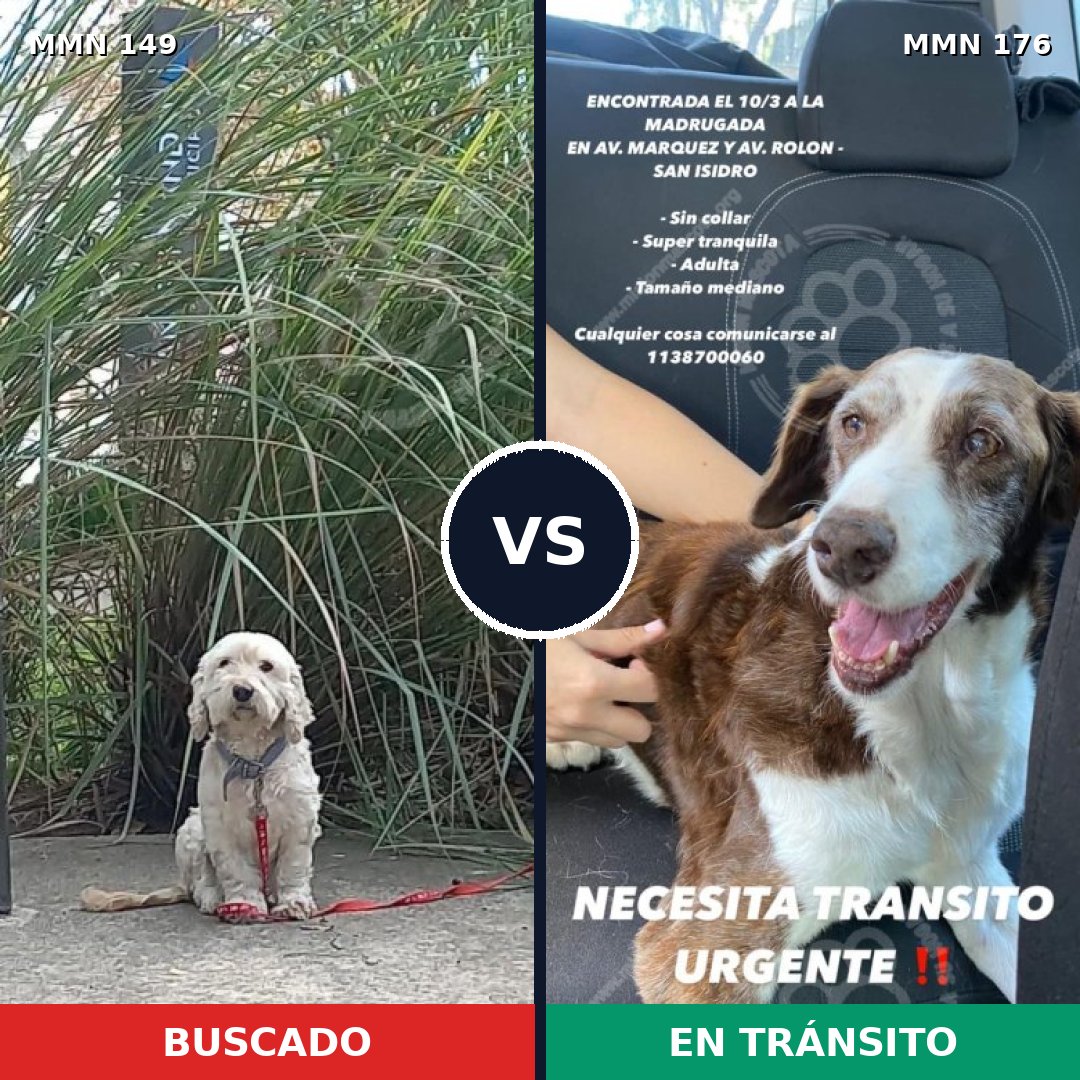 Comparativa MMS 3580: mascota perdida y mascota encontrada, 62% de similitud