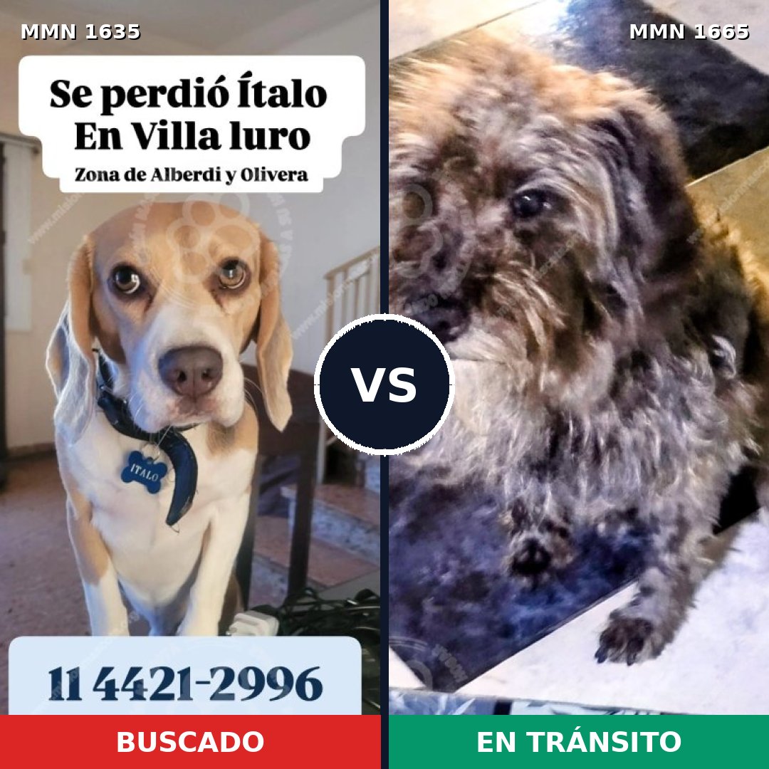 Comparativa MMS 35802: mascota perdida y mascota encontrada, 32% de similitud