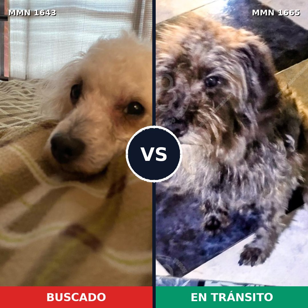 Comparativa MMS 35803: mascota perdida y mascota encontrada, 43% de similitud