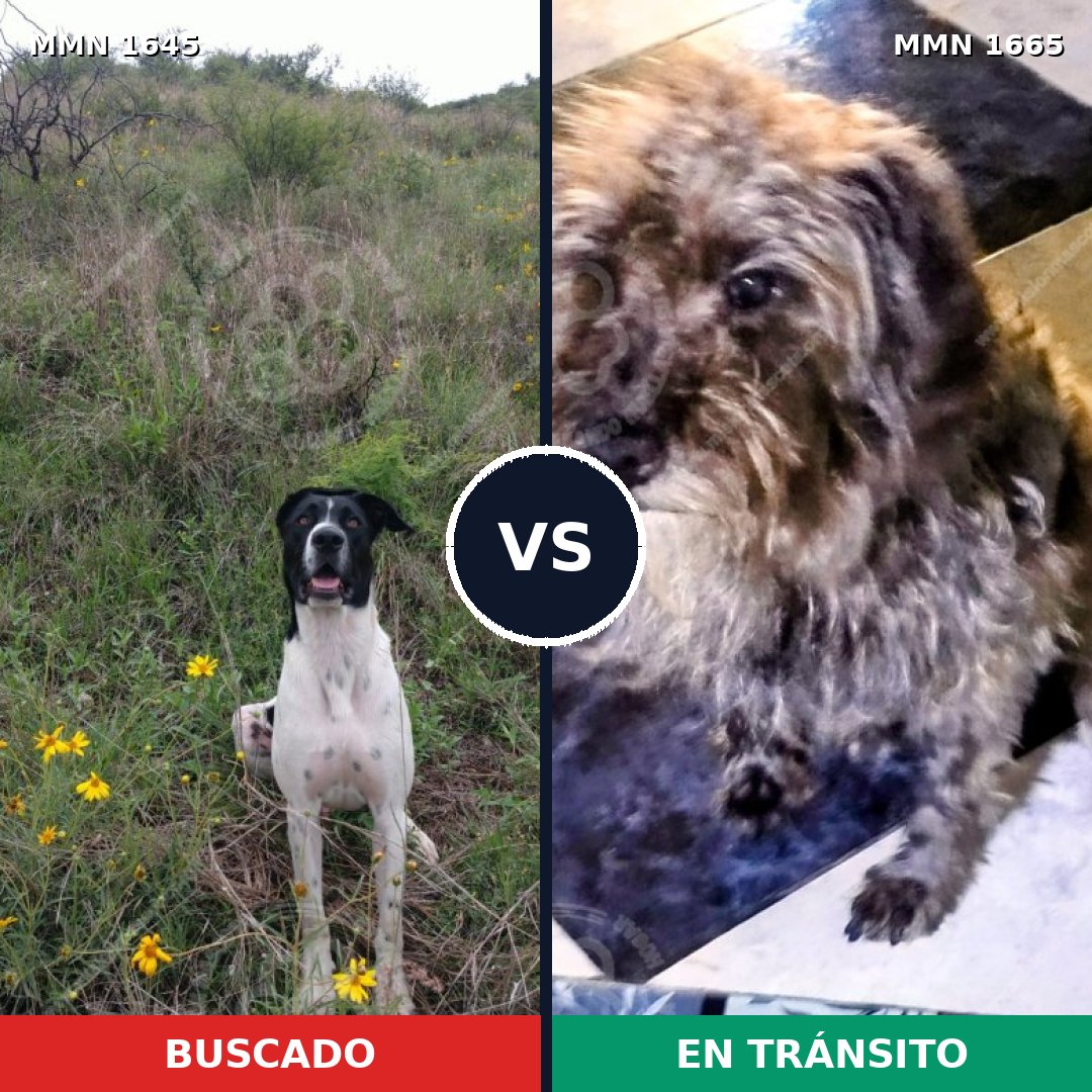 Comparativa MMS 35804: mascota perdida y mascota encontrada, 50% de similitud