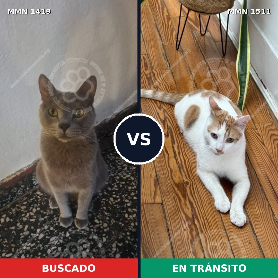 Comparativa MMS 35805: mascota perdida y mascota encontrada, 62% de similitud
