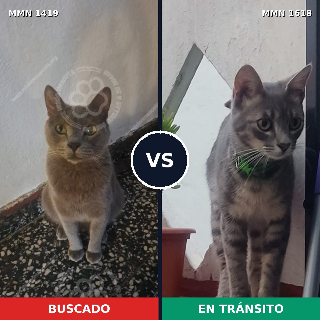 Comparativa MMS 35806: mascota perdida y mascota encontrada, 71% de similitud