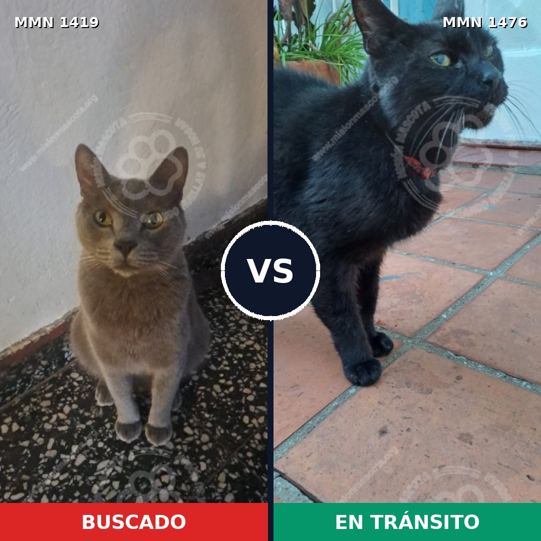 Comparativa MMS 35808: mascota perdida y mascota encontrada, 59% de similitud