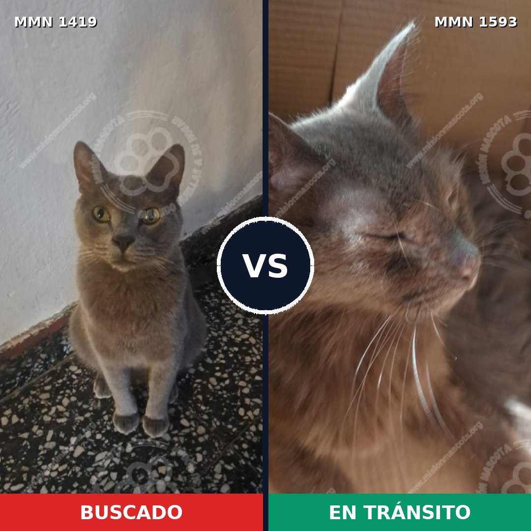 Comparativa MMS 35809: mascota perdida y mascota encontrada, 86% de similitud