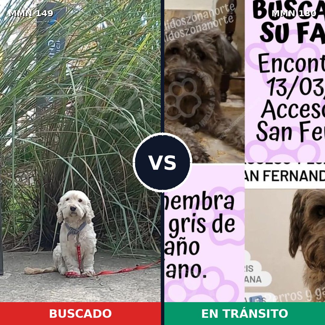 Comparativa MMS 3581: mascota perdida y mascota encontrada, 53% de similitud