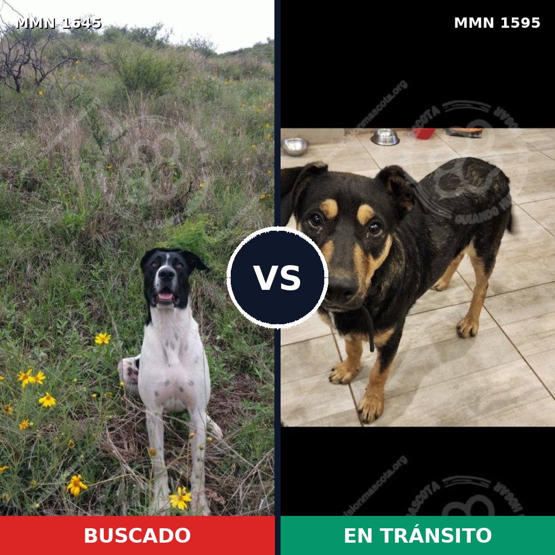 Comparativa MMS 35813: mascota perdida y mascota encontrada, 50% de similitud