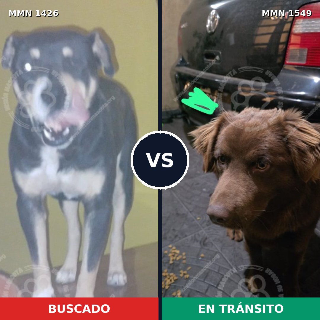 Comparativa MMS 35816: mascota perdida y mascota encontrada, 64% de similitud