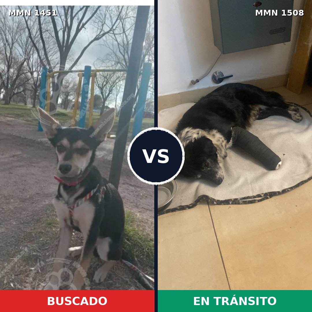 Comparativa MMS 35817: mascota perdida y mascota encontrada, 85% de similitud