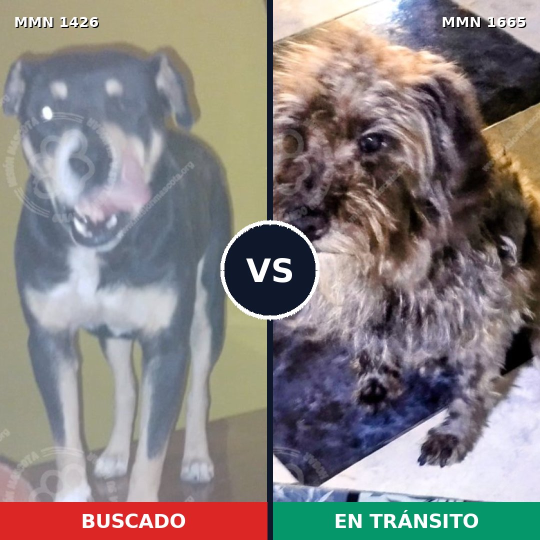 Comparativa MMS 35818: mascota perdida y mascota encontrada, 63% de similitud