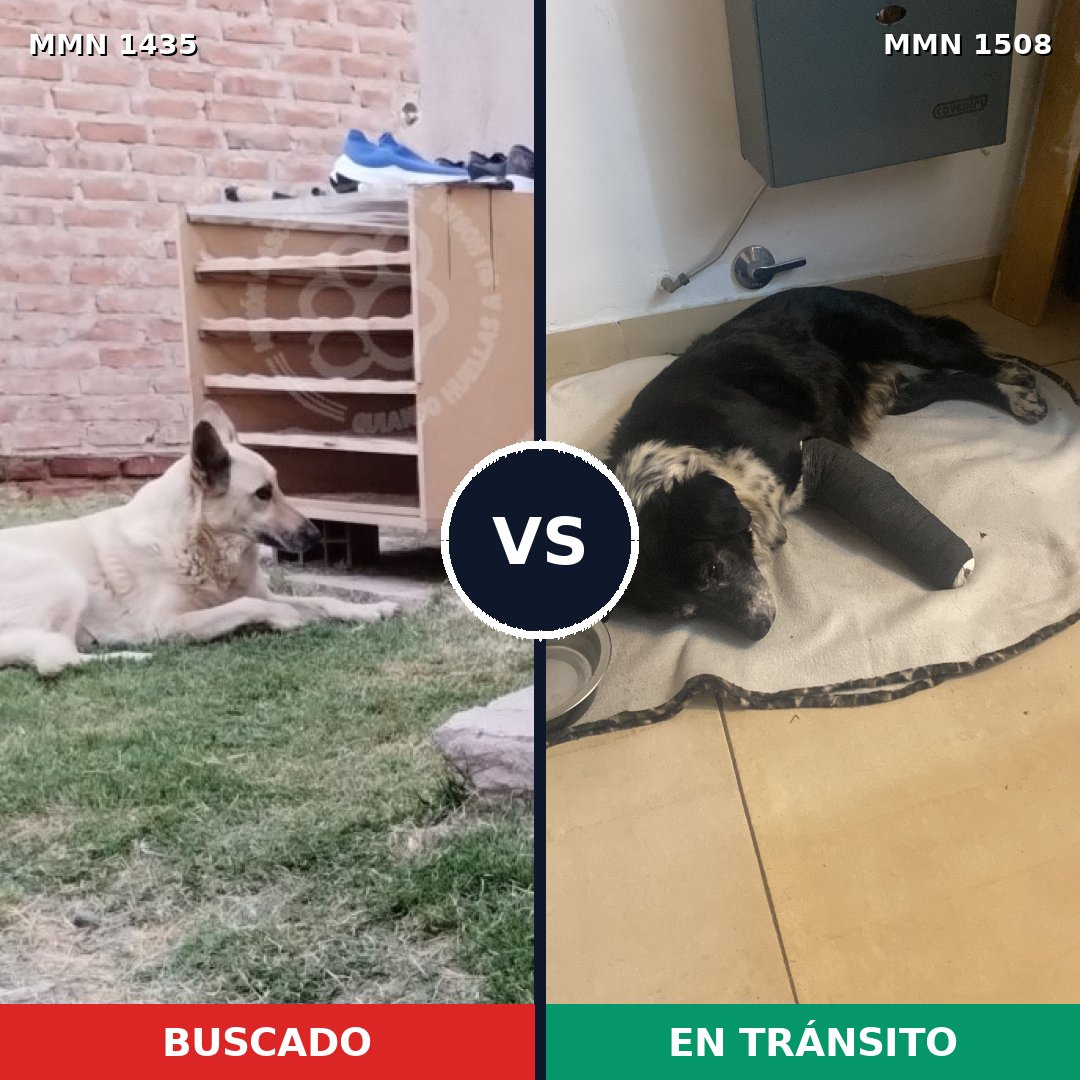 Comparativa MMS 35819: mascota perdida y mascota encontrada, 62% de similitud