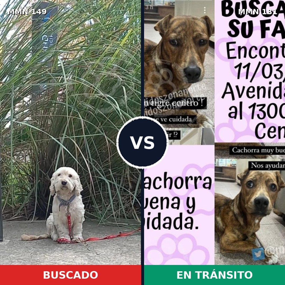Comparativa MMS 3582: mascota perdida y mascota encontrada, 51% de similitud
