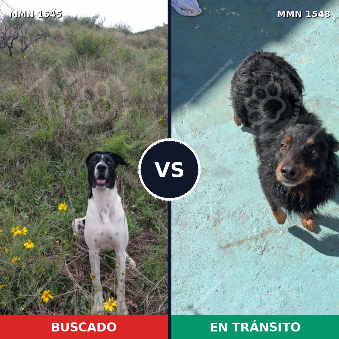 Comparativa MMS 35820: mascota perdida y mascota encontrada, 45% de similitud