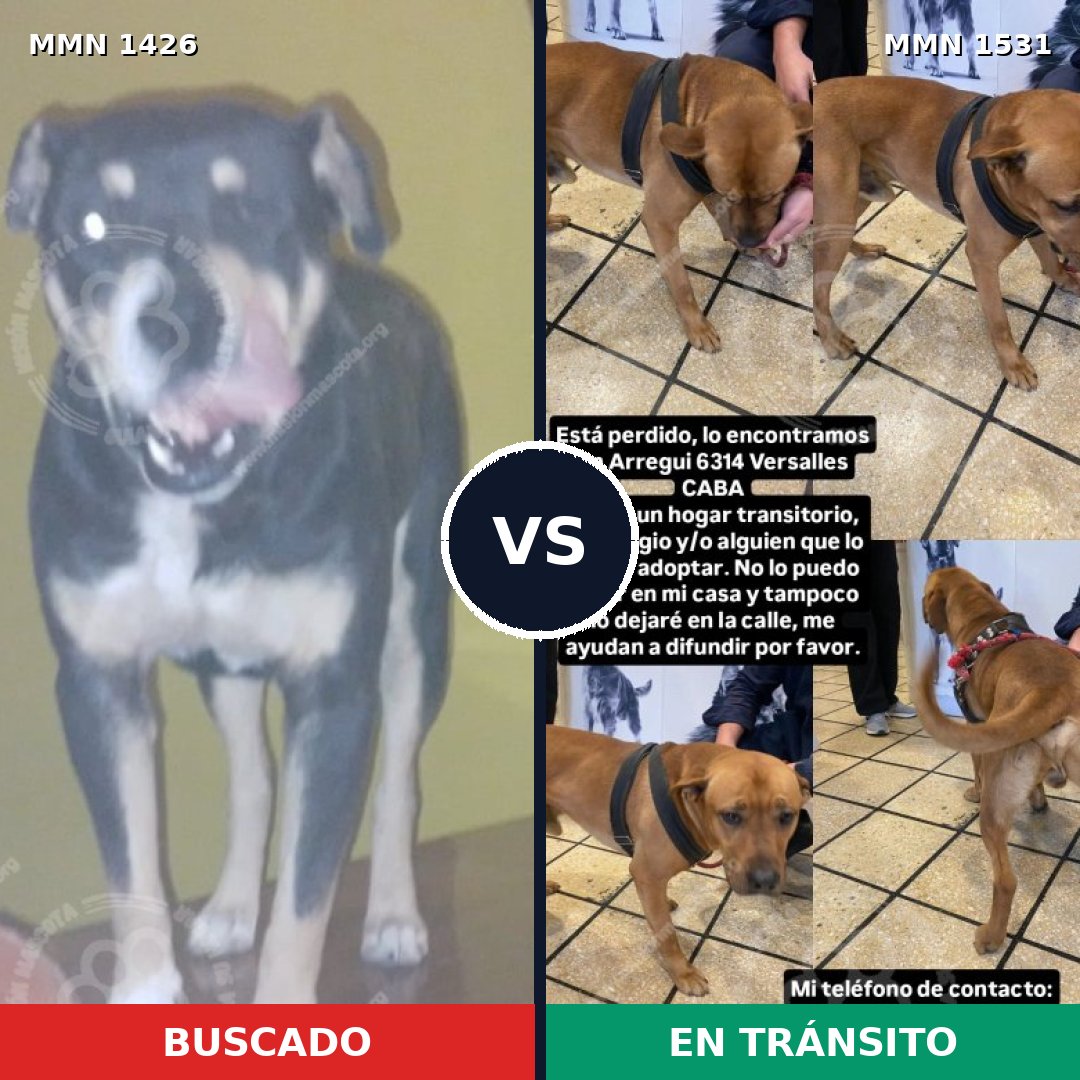 Comparativa MMS 35823: mascota perdida y mascota encontrada, 50% de similitud