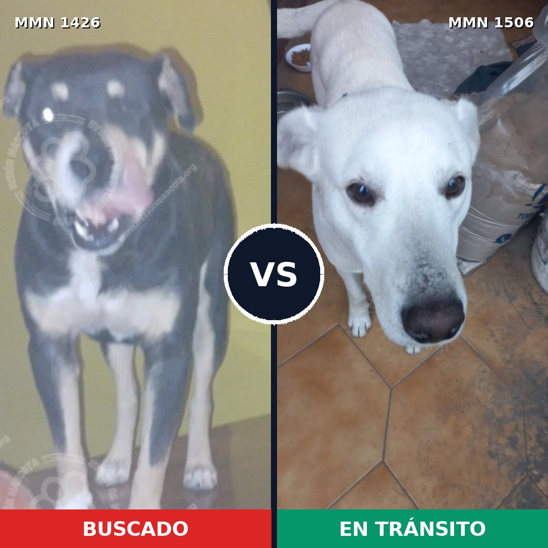 Comparativa MMS 35824: mascota perdida y mascota encontrada, 65% de similitud