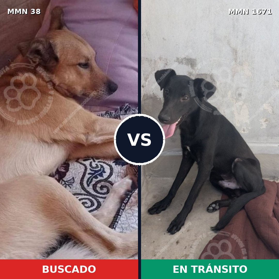 Comparativa MMS 35826: mascota perdida y mascota encontrada, 71% de similitud