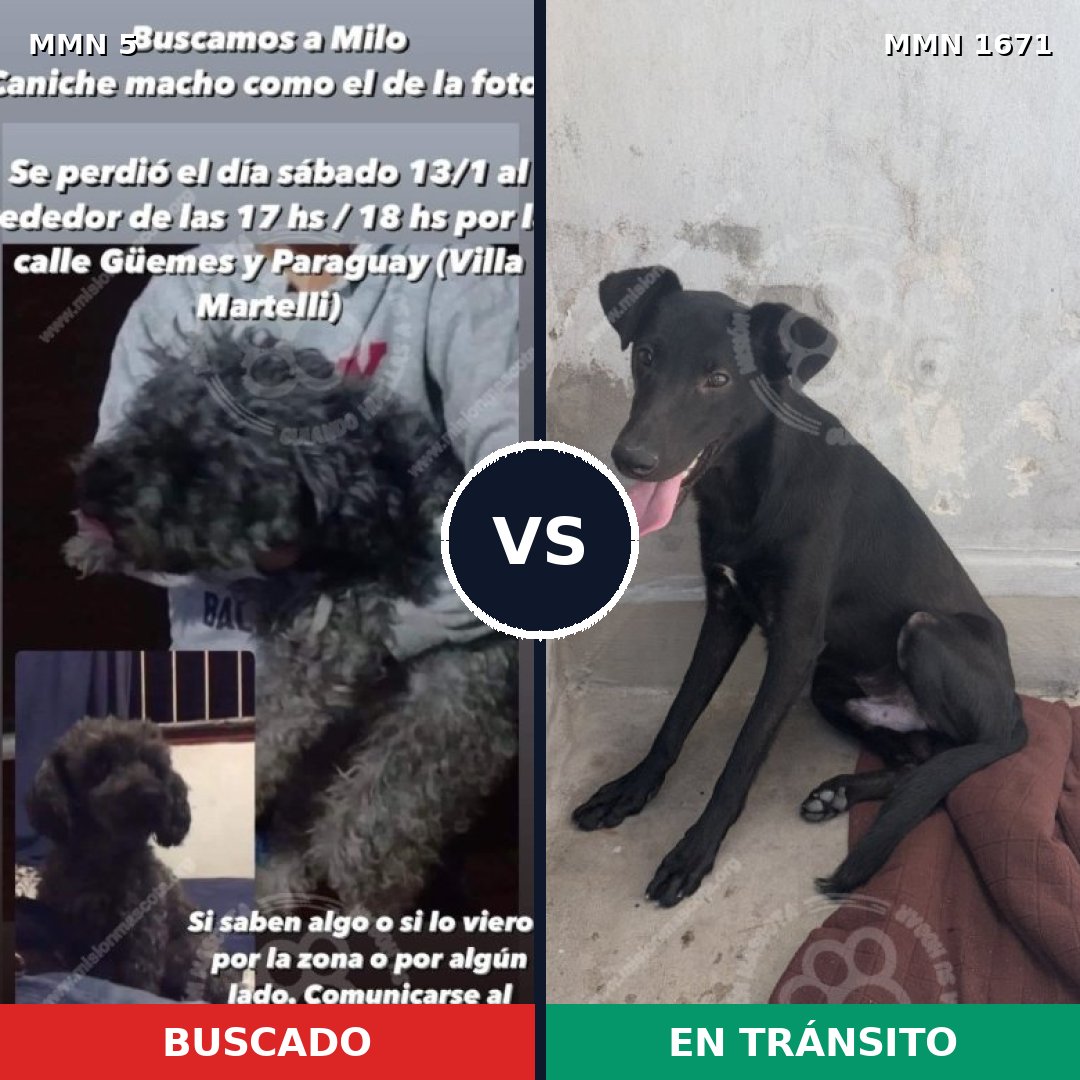 Comparativa MMS 35828: mascota perdida y mascota encontrada, 45% de similitud