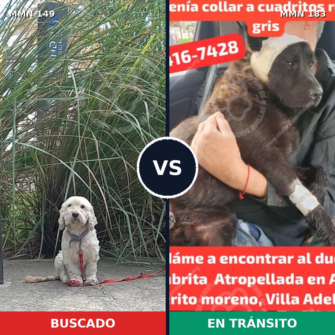Comparativa MMS 3583: mascota perdida y mascota encontrada, 12% de similitud