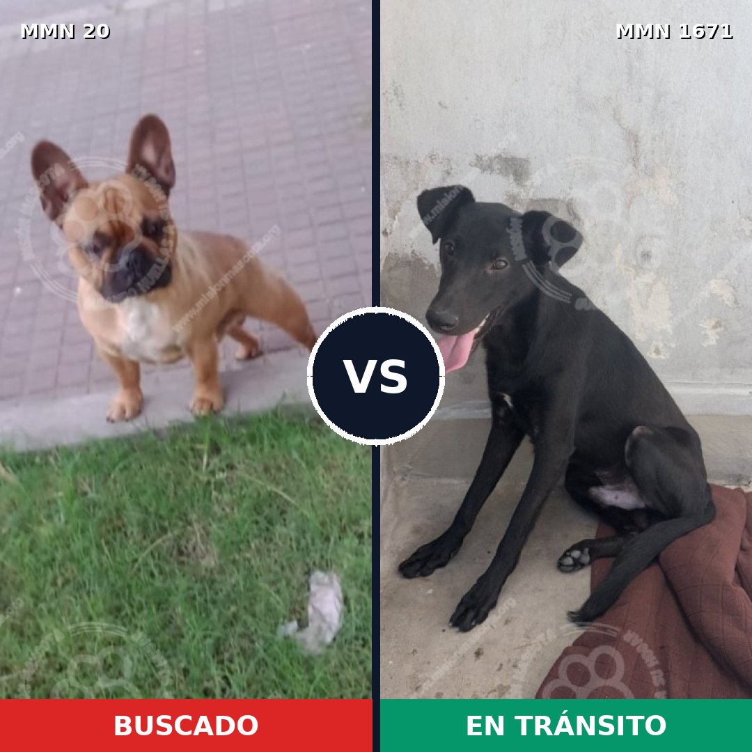 Comparativa MMS 35833: mascota perdida y mascota encontrada, 35% de similitud