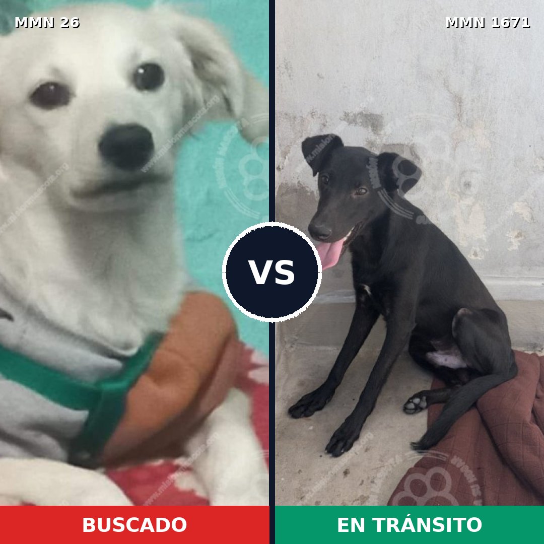 Comparativa MMS 35836: mascota perdida y mascota encontrada, 54% de similitud