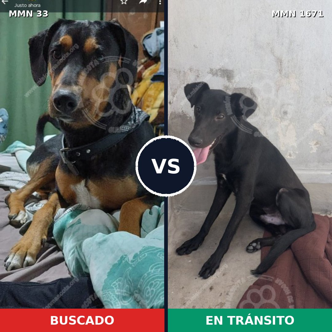 Comparativa MMS 35837: mascota perdida y mascota encontrada, 64% de similitud