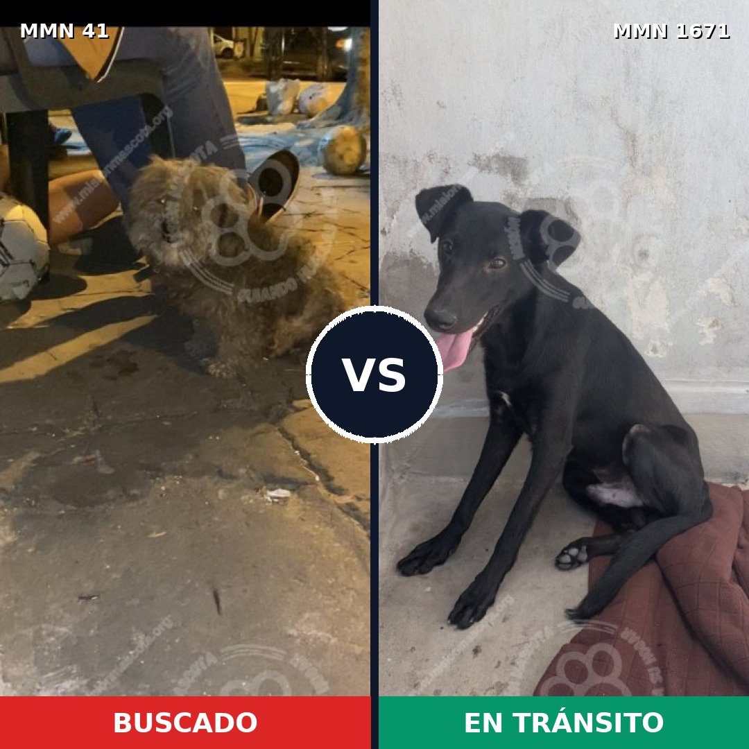 Comparativa MMS 35838: mascota perdida y mascota encontrada, 55% de similitud