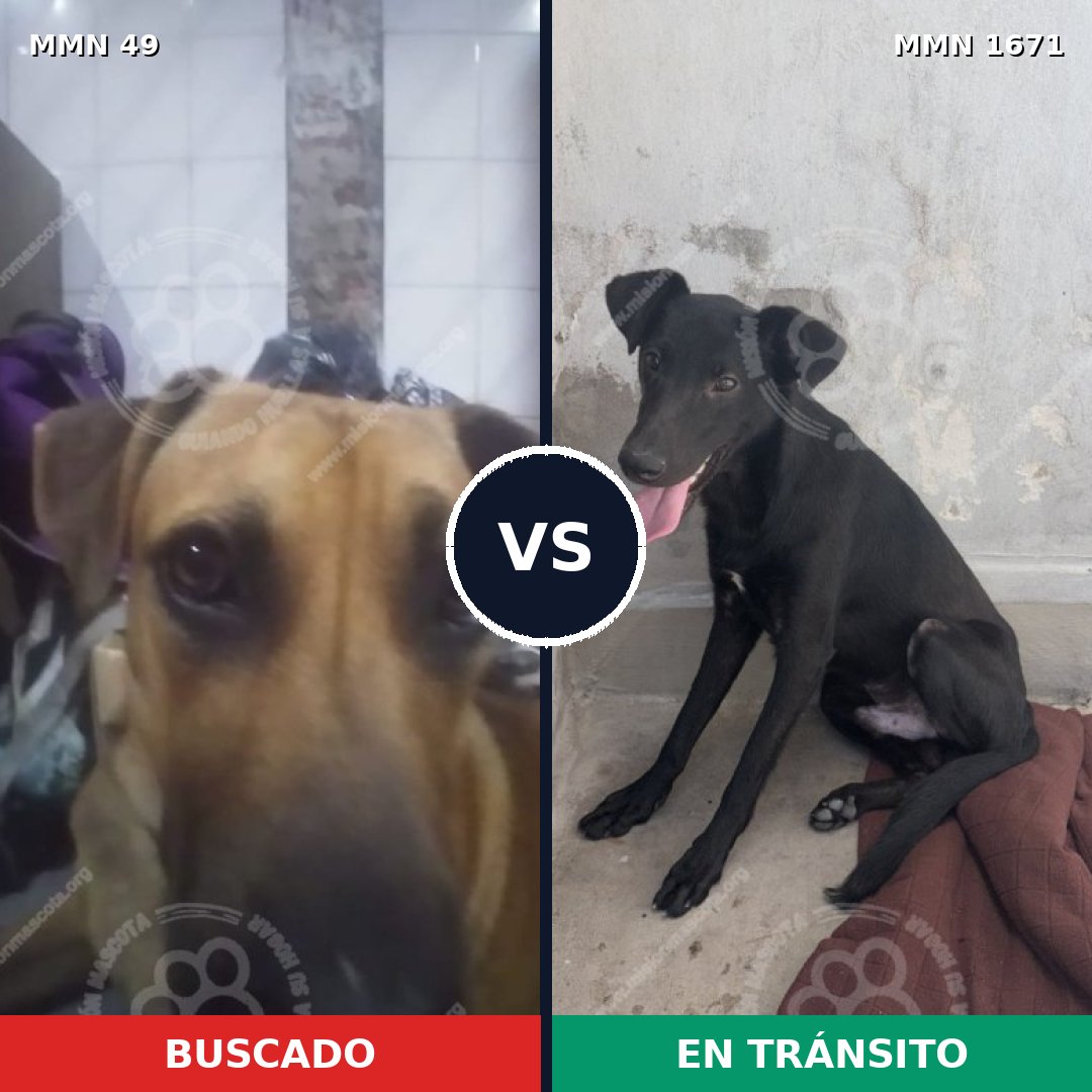 Comparativa MMS 35839: mascota perdida y mascota encontrada, 53% de similitud