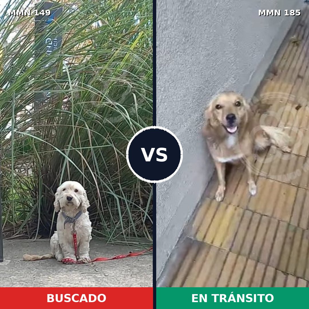 Comparativa MMS 3584: mascota perdida y mascota encontrada, 51% de similitud